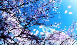 日本樱花动漫网